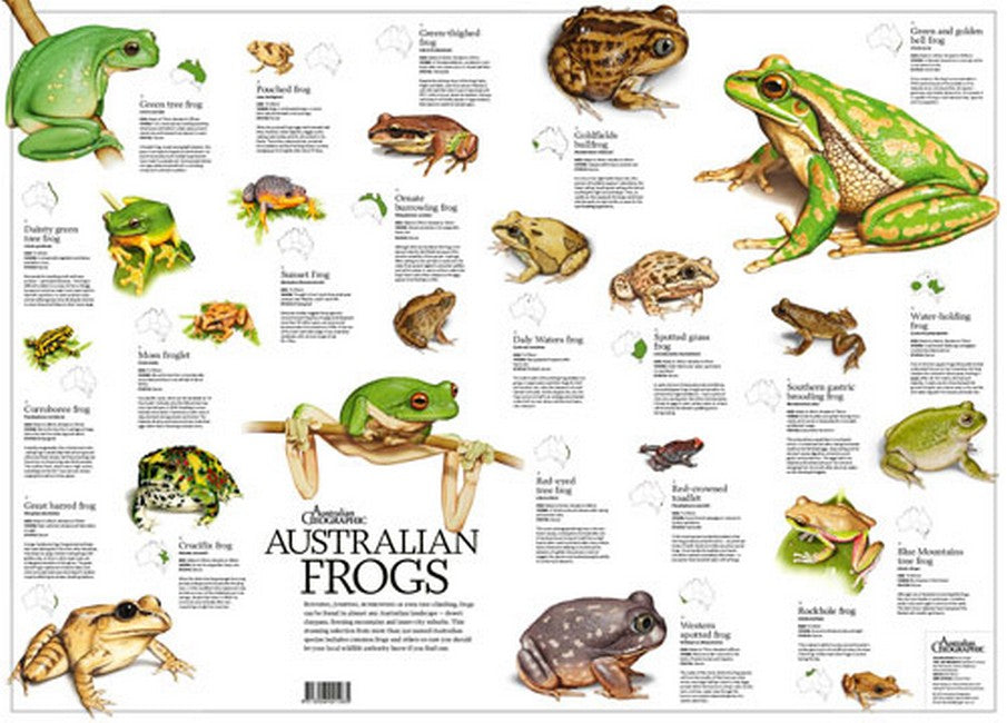 Aust Geographic Aust Frogs Poster & Toy
